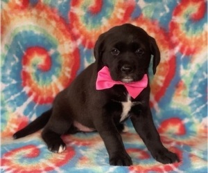 Labrador Retriever-Saint Bernard Mix Puppy for sale in LANCASTER, PA, USA