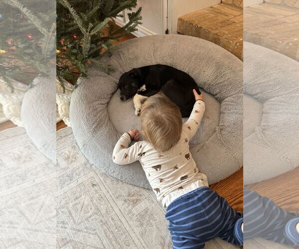 Medium Photo #2 Collie-Labrador Retriever Mix Puppy For Sale in Plainfield, IL, USA