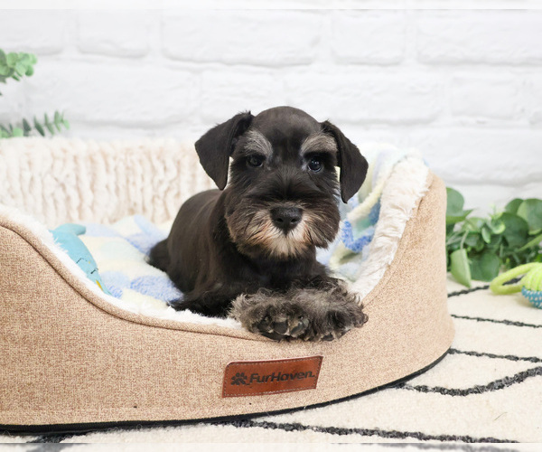 Medium Photo #5 Schnauzer (Miniature) Puppy For Sale in SYRACUSE, IN, USA