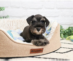 Small #4 Schnauzer (Miniature)