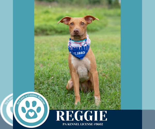 Medium Photo #3 Mutt Puppy For Sale in Kimberton, PA, USA