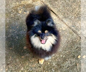 Pomeranian Puppy for sale in DAWSONVILLE, GA, USA
