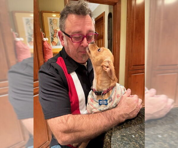 Medium Photo #14 Chihuahua-Unknown Mix Puppy For Sale in East Derry, NH, USA