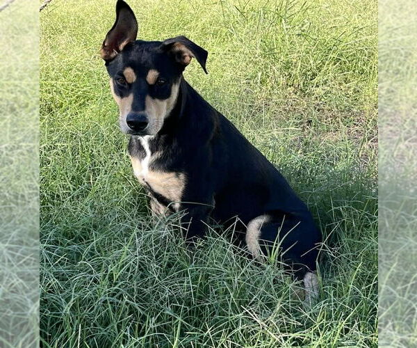 Medium Photo #1 Mutt Puppy For Sale in Coldwater, MI, USA