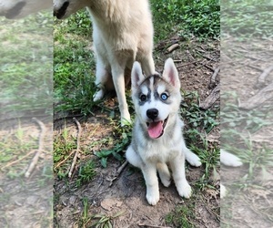 Siberian Husky Puppy for sale in PINE BLUFF, AR, USA