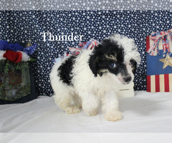 Medium Photo #11 Poodle (Toy) Puppy For Sale in CHANUTE, KS, USA