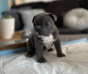 French Bulldog Puppy for sale in ANTIOCH, CA, USA