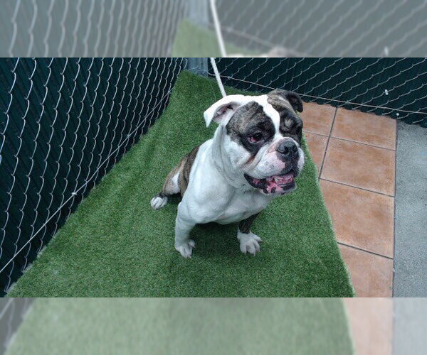 Medium Photo #1 Bulldog-Unknown Mix Puppy For Sale in Downey, CA, USA