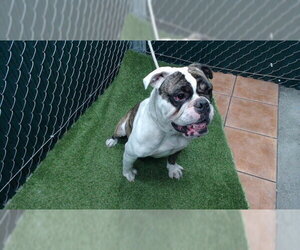 Bulldog-Unknown Mix Dogs for adoption in Downey, CA, USA