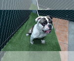 HOAGIE - Male Bulldog-Unknown Mix Dog for Adoption - Small photo
