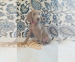 Puppy Ellie Weimaraner