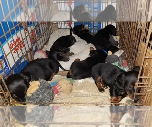 View Ad: Dachshund Litter of Puppies for Sale near Georgia ...
