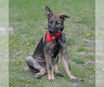 Small #20 German Shepherd Dog