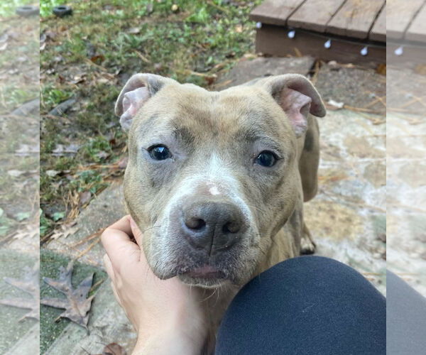 Medium Photo #3 Mutt Puppy For Sale in Rockville, MD, USA