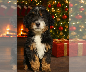 Miniature Bernedoodle-Poodle (Miniature) Mix Puppy for sale in MILLVILLE, MN, USA