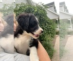 Small Photo #9 Bordoodle Puppy For Sale in CRESTON, OH, USA