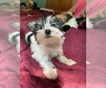 Small #1 Yorkshire Terrier