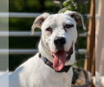Small #9 American Bulldog