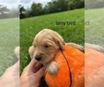 Small #22 Golden Retriever