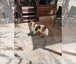 Small #1 Mutt