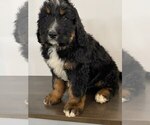 Small Photo #4 Bernedoodle Puppy For Sale in GAP, PA, USA