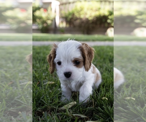 Medium Photo #4 Cavapoo Puppy For Sale in ALBUQUERQUE, NM, USA