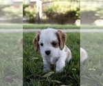 Small Photo #4 Cavapoo Puppy For Sale in ALBUQUERQUE, NM, USA