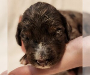F2 Aussiedoodle Puppy for Sale in COLUMBIA, Tennessee USA