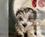 Small Photo #1 Lhasa-Poo Puppy For Sale in E BRUNSWICK, NJ, USA