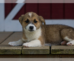Small #2 Pembroke Welsh Corgi