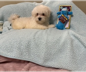 Maltese-Poodle (Toy) Mix Puppy for sale in BENSON, NC, USA