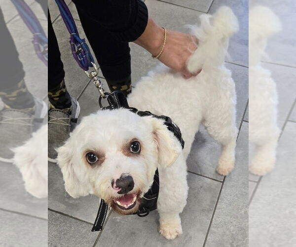 Medium Photo #2 Maltipoo (Miniature) Puppy For Sale in San Antonio, TX, USA