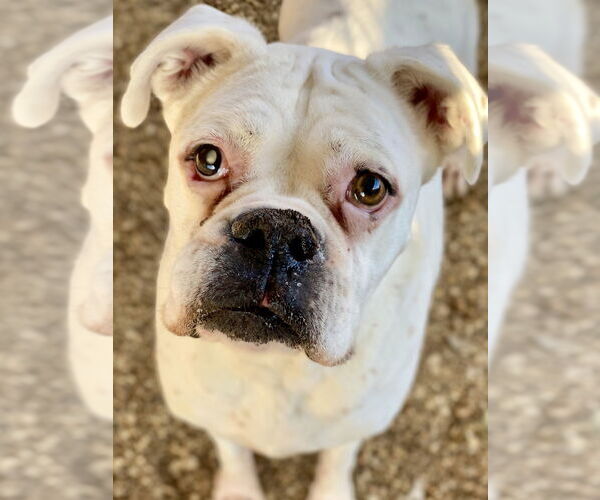 Medium Photo #3 Boxer Puppy For Sale in Austin, TX, USA