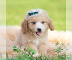Small #1 Poodle (Miniature)