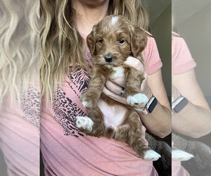Goldendoodle (Miniature) Puppy for Sale in NEPHI, Utah USA