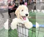 Small #2 Labrador Retriever Mix