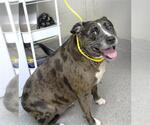 Small Catahoula Leopard Dog
