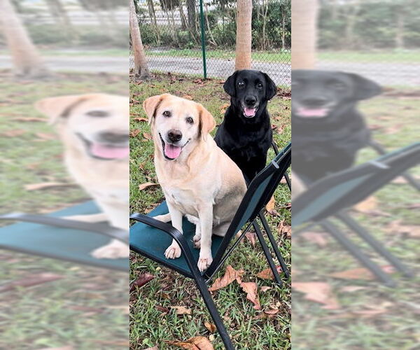 Medium Photo #1 Labrador Retriever Puppy For Sale in Weston, FL, USA