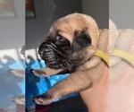 Small Photo #7 Mastiff Puppy For Sale in VANCOUVER, WA, USA
