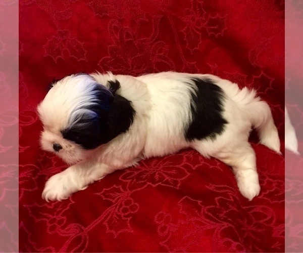 Medium Photo #7 Shih Tzu Puppy For Sale in BURLINGTON, KY, USA