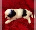 Small Photo #7 Shih Tzu Puppy For Sale in BURLINGTON, KY, USA