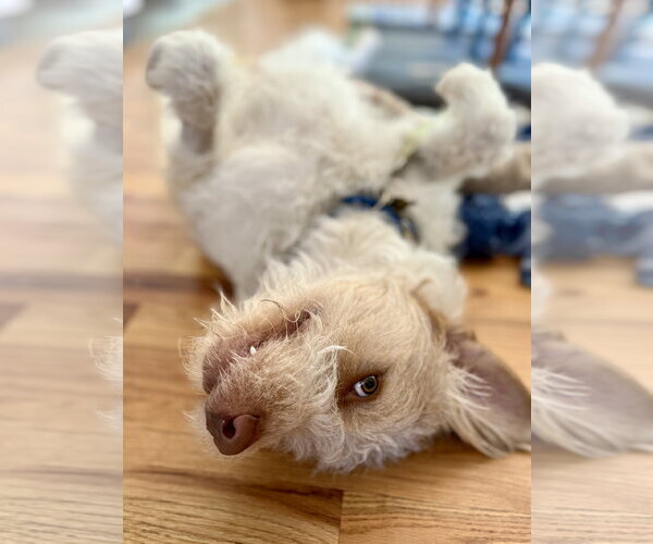 Medium Photo #6 Spinone Italiano-Unknown Mix Puppy For Sale in Sandy, UT, USA