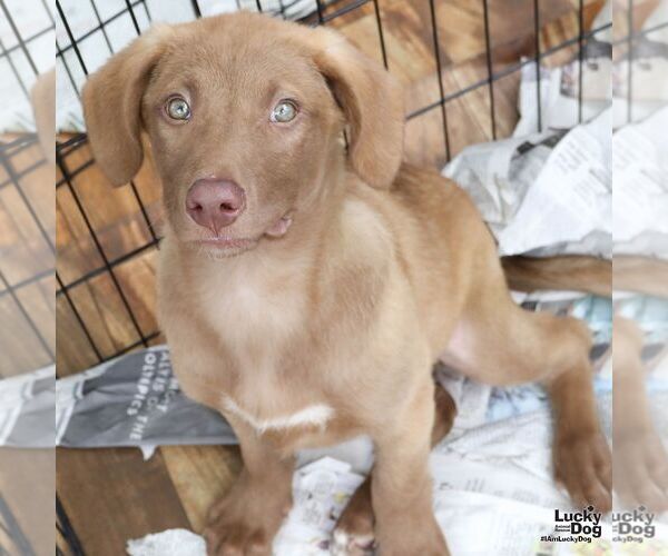 Medium Photo #4 Chesador Puppy For Sale in Washington, DC, USA