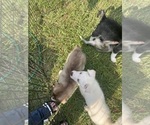 Small #39 Siberian Husky