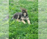 Small Photo #11 German Shepherd Dog Puppy For Sale in MOODY, MO, USA