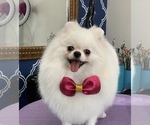 Small #11 Pomeranian