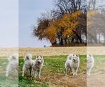 Small #2 Huskies  Mix