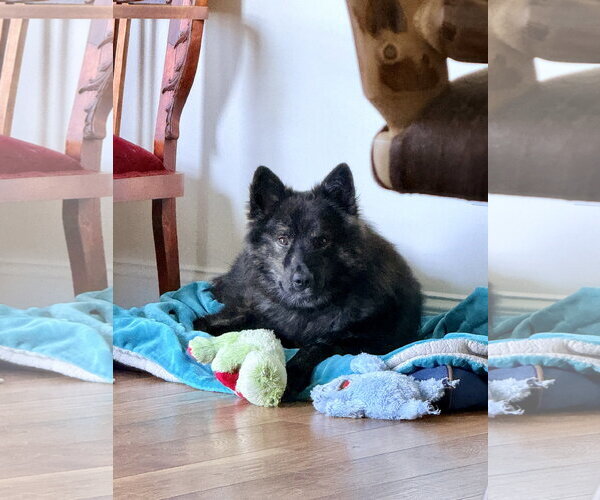 Medium Photo #3 Kai Dog-Unknown Mix Puppy For Sale in Millsboro, DE, USA