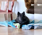 Small #2 Kai Dog Mix