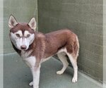 Small Photo #1 Siberian Husky Puppy For Sale in Downey, CA, USA
